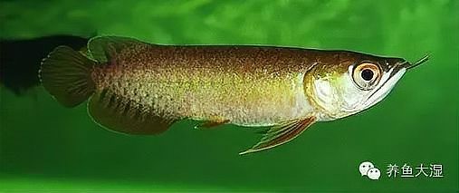 黃金龍魚圖片高清壁紙