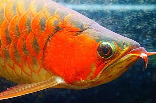 黃金龍魚圖片高清壁紙