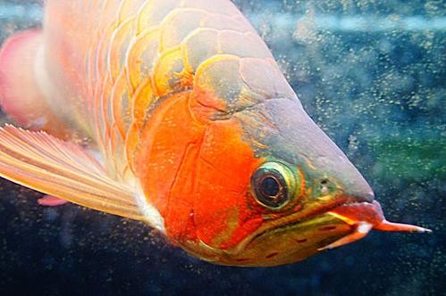 黃金龍魚圖片高清壁紙