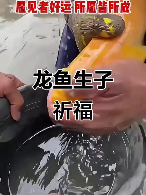 黃金龍魚圖片高清壁紙