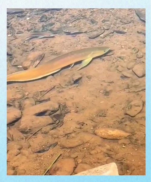 黃金龍魚圖片高清壁紙