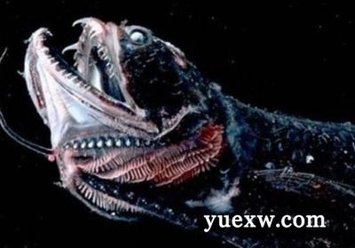 土龍魚咬人嗎（土龍魚會咬人嗎？）