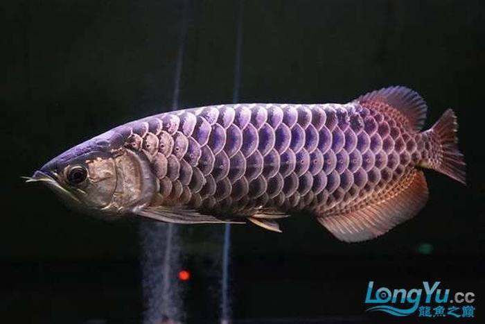 金龍魚多少溫度適合 金龍魚多少溫度適合 龍魚百科 第14張