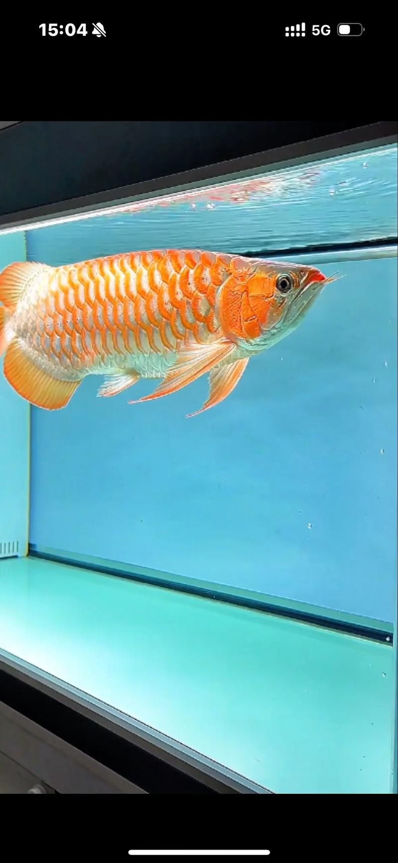 龍魚圖片價格大全圖