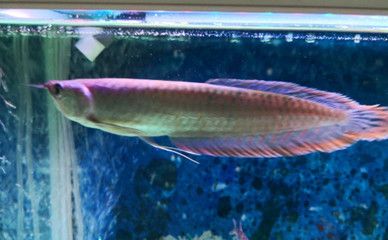 銀龍魚水質檢測頻率建議：銀龍魚水質檢測頻率應當根據季節和銀龍魚的成長階段來調整
