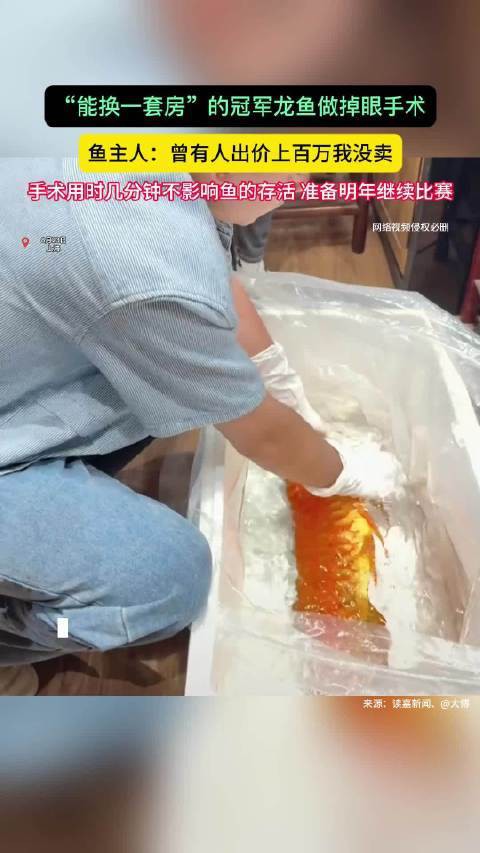 貴港龍魚貼吧最新消息今天視頻