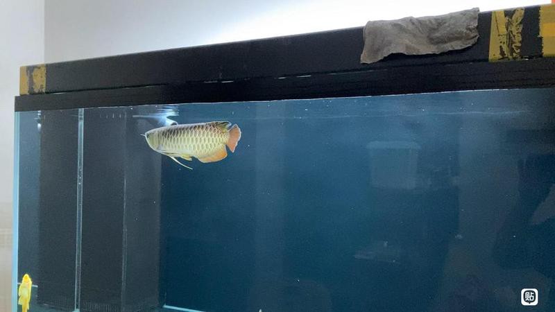 貴港龍魚貼吧最新消息今天視頻