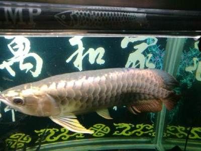 印尼大湖龍魚是怎樣的：關于印尼大湖龍魚的一些詳細信息