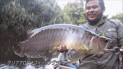 印尼大湖龍魚是怎樣的：關于印尼大湖龍魚的一些詳細信息