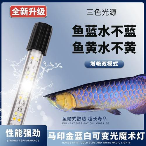 金龍魚用什么燈發色好呢