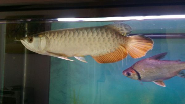 40公分龍魚(yú)價(jià)格的基本信息：40公分的龍魚(yú)價(jià)格因品種、顏色和品相的不同而有所差異