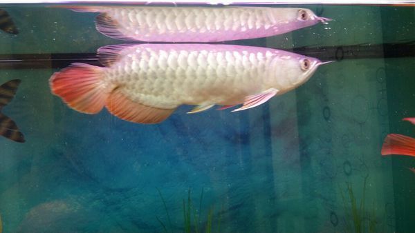 40公分龍魚(yú)價(jià)格的基本信息：40公分的龍魚(yú)價(jià)格因品種、顏色和品相的不同而有所差異