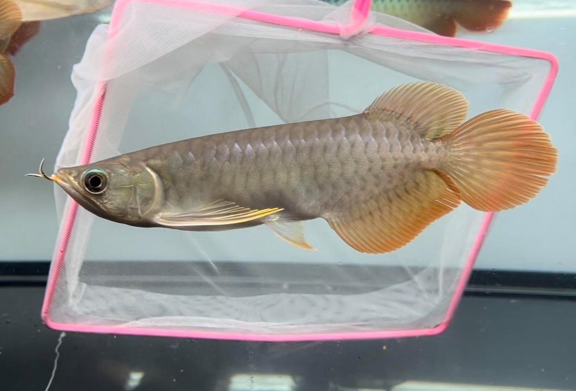 龍魚圖片頭像高清大圖