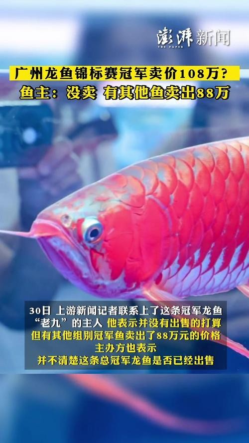 龍魚圖片頭像高清大圖