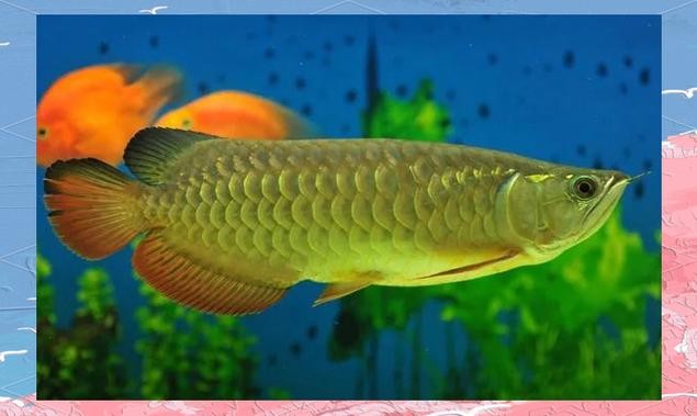 龍魚圖片頭像高清大圖