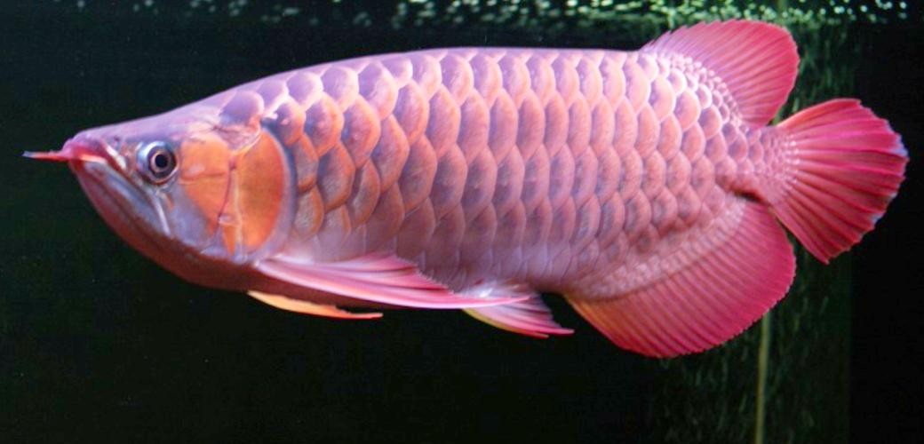 龍魚圖片頭像高清大圖