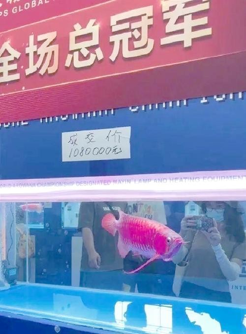 龍魚圖片頭像高清大圖