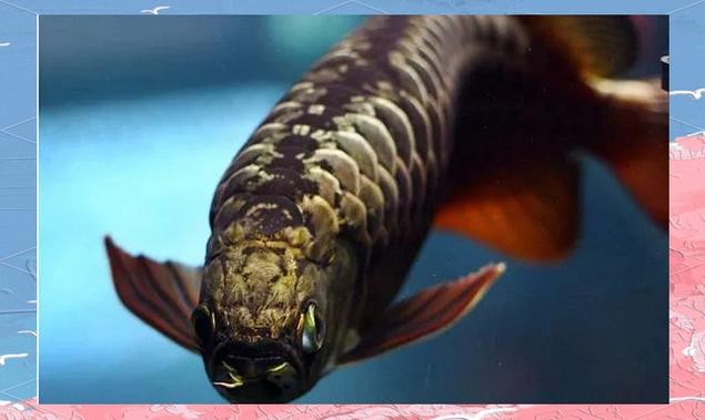 龍魚圖片頭像高清大圖