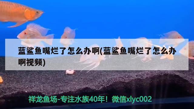 藍鯊魚嘴爛了怎么辦啊(藍鯊魚嘴爛了怎么辦啊視頻)