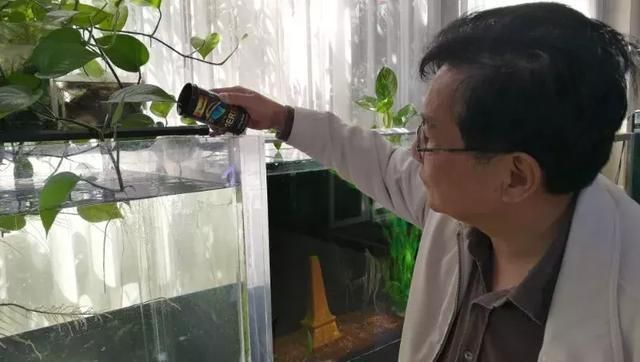 如何判斷埃及神仙魚性成熟（埃及神仙魚的性成熟可以觀察其外觀和行為表現來判斷）