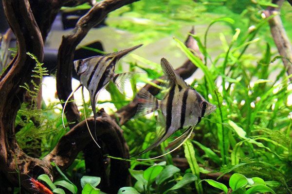 如何判斷埃及神仙魚性成熟（埃及神仙魚的性成熟可以觀察其外觀和行為表現來判斷）