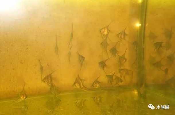 如何判斷埃及神仙魚性成熟（埃及神仙魚的性成熟可以觀察其外觀和行為表現來判斷）