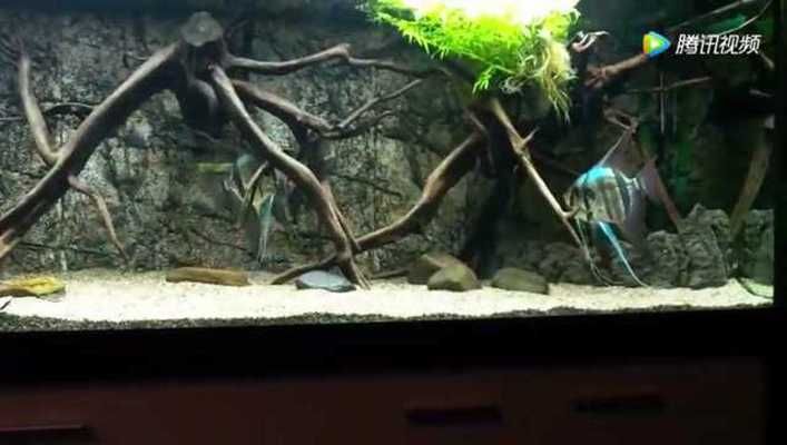 如何判斷埃及神仙魚性成熟（埃及神仙魚的性成熟可以觀察其外觀和行為表現來判斷）