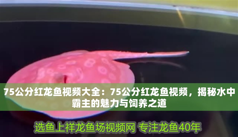 75公分紅龍魚視頻大全：75公分紅龍魚視頻，揭秘水中霸主的魅力與飼養(yǎng)之道