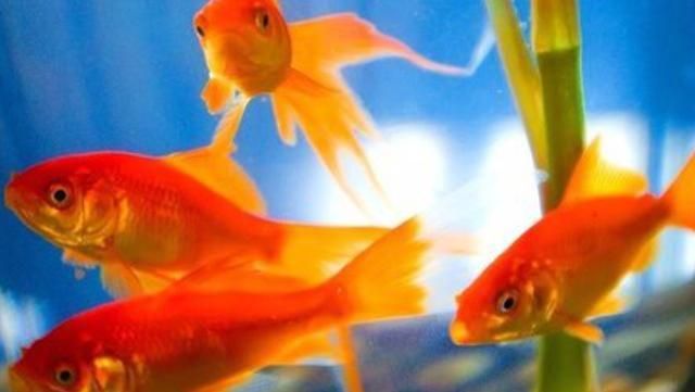 75公分紅龍魚視頻大全：75公分紅龍魚視頻，揭秘水中霸主的魅力與飼養(yǎng)之道