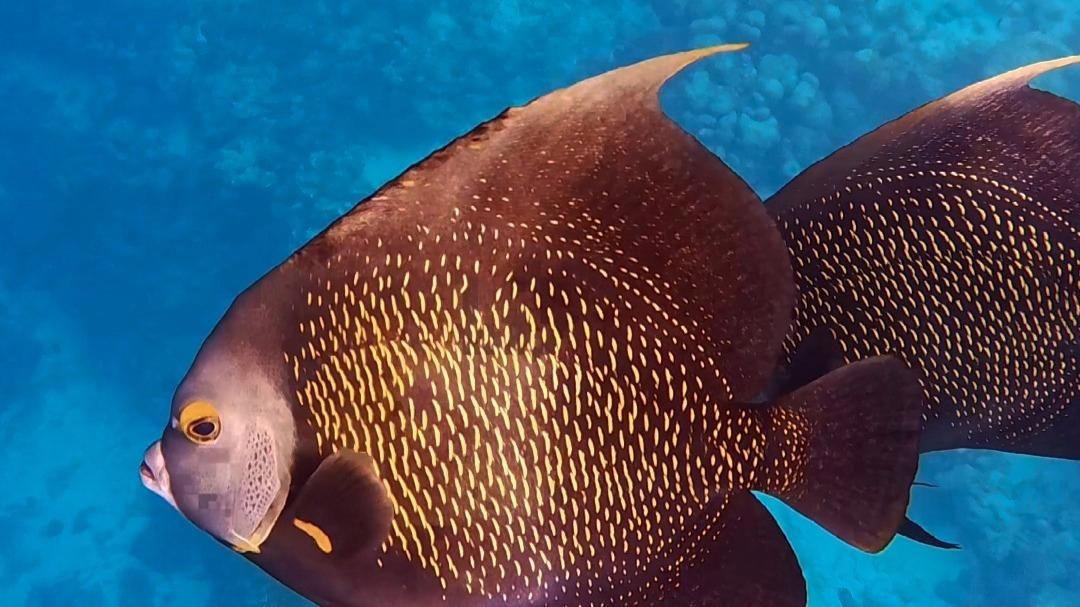 哪種神仙魚最好看 龍魚百科 第1張 哪種神仙魚最好看 哪種神仙魚最好看 龍魚百科 第1張