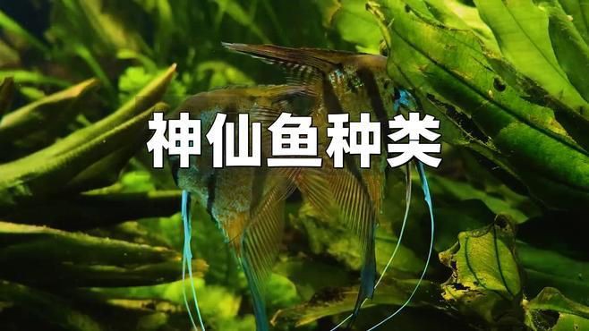 哪種神仙魚最好看 龍魚百科 第4張 哪種神仙魚最好看 哪種神仙魚最好看 龍魚百科 第4張
