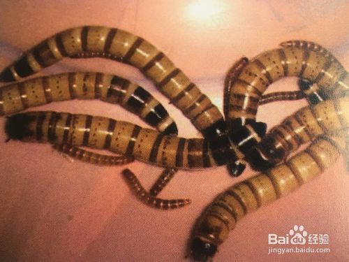 龍魚多少溫度長的最快：-龍魚喂食頻率調整技巧，龍魚喂食頻率調整技巧