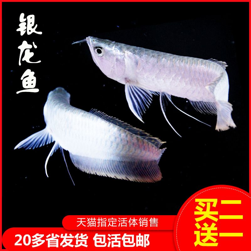 金龍魚22厘米有的很金有的沒【金龍魚的金色表現】