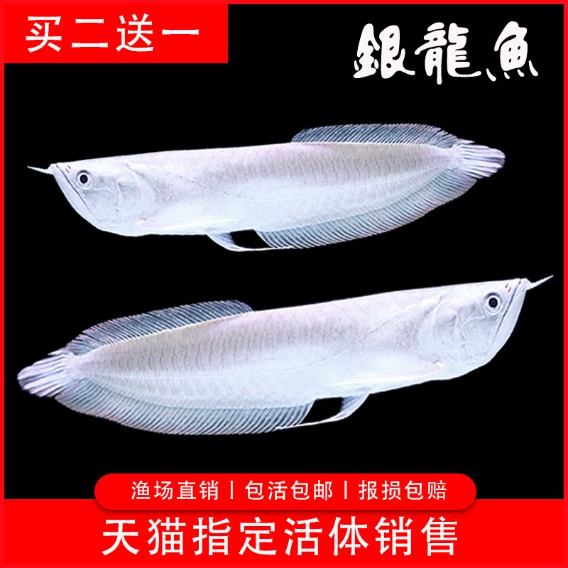 金龍魚22厘米有的很金有的沒【金龍魚的金色表現】