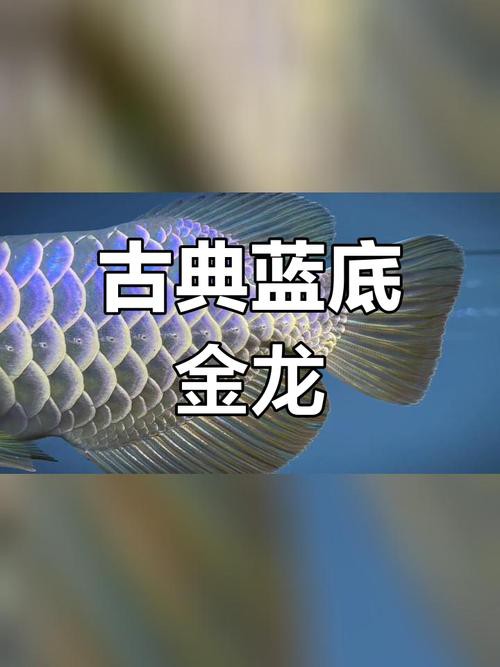 藍(lán)底金龍是什么龍魚品種