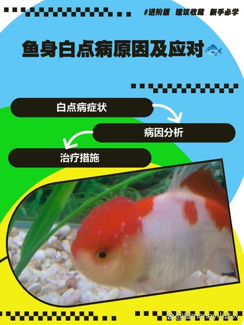 銀龍魚鱗片上有斑點怎么回事圖片
