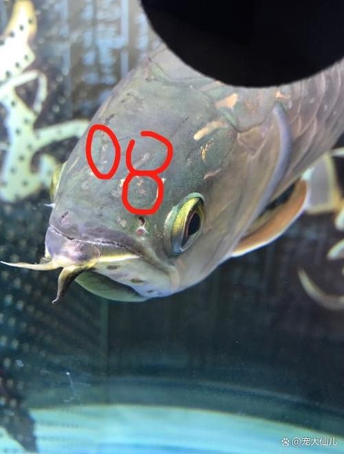 銀龍魚鱗片上有斑點怎么回事圖片