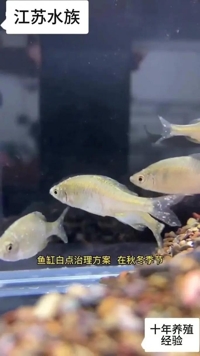 銀龍魚鱗片上有斑點怎么回事圖片