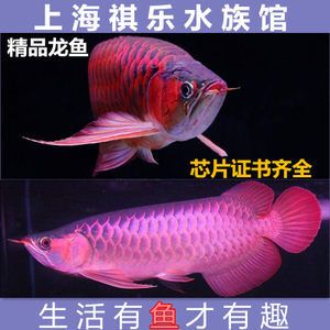 紅龍魚是觀賞魚嗎：紅龍魚的飼養(yǎng)方法