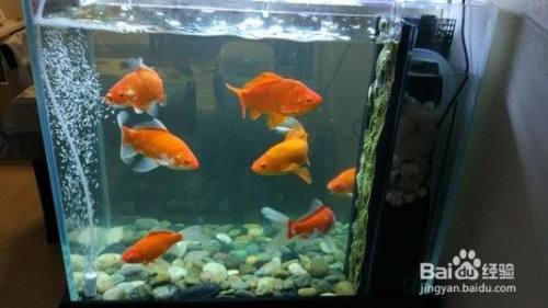 焦作市解放區豐收路森森水族店