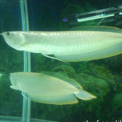 北京紅龍魚魚場電話地址是多少（北京紅龍魚價格）
