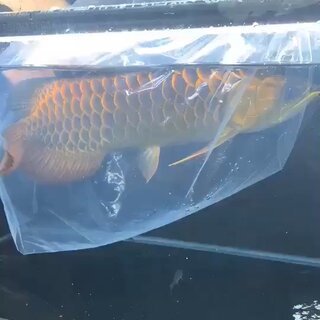 臺山市臺城偉成水族館（臺山市臺城偉成水族館電話）