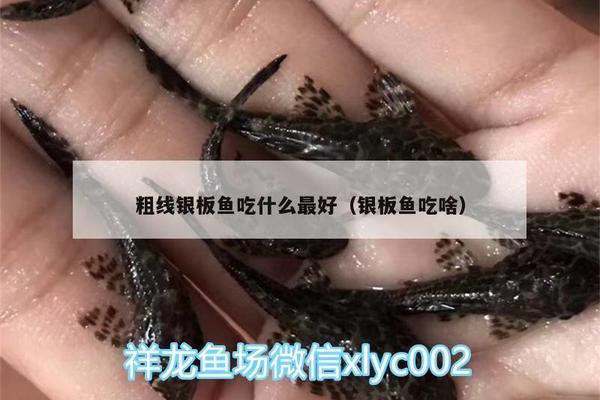 紅龍魚飼養(yǎng)成本多少（紅龍魚飼養(yǎng)成本多少錢）