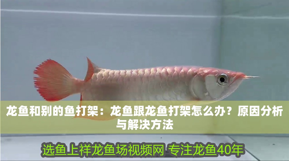 龍魚和別的魚打架：龍魚跟龍魚打架怎么辦？原因分析與解決方法