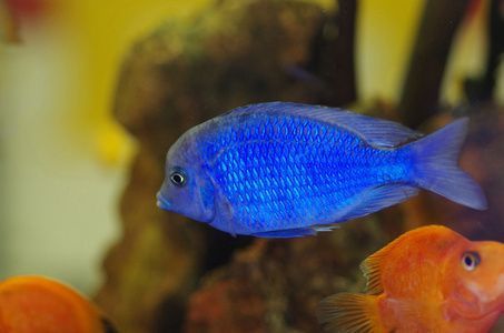 大安市金源水族館（大安市金源水族館電話）