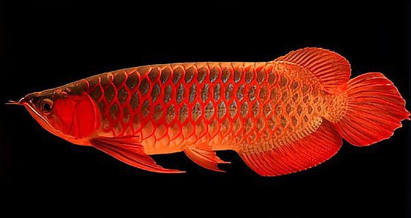 紅龍魚排行榜最新圖片大全