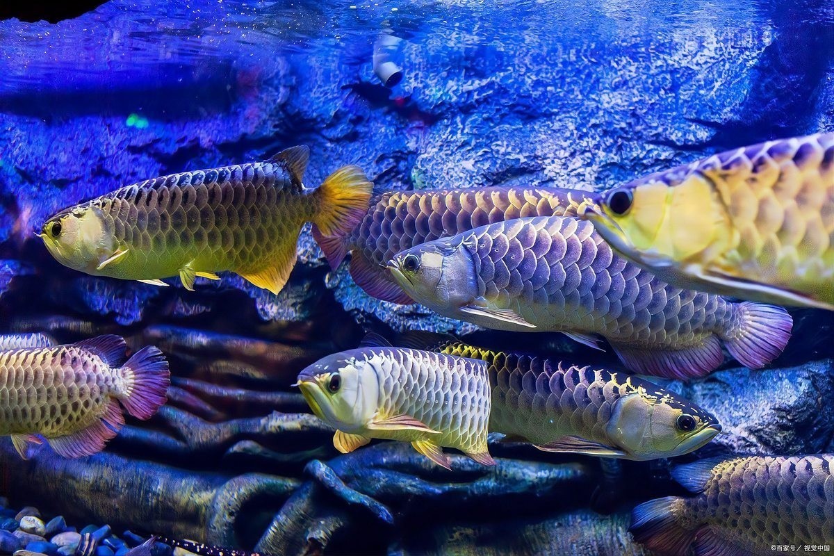 金龍魚銀龍魚混養打架