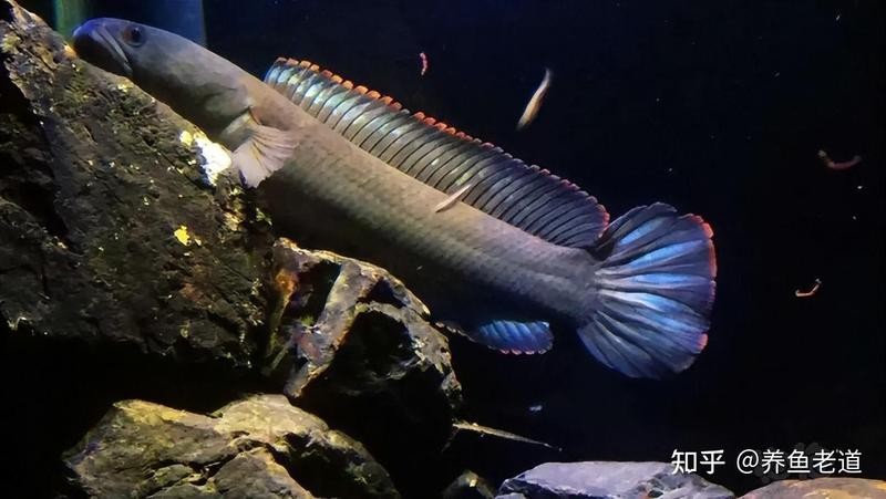 金龍魚銀龍魚混養打架