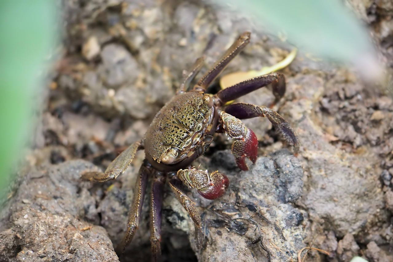 龍魚入缸后需要單獨飼養嗎？