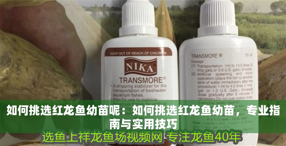 如何挑選紅龍魚幼苗呢：如何挑選紅龍魚幼苗，專業(yè)指南與實用技巧